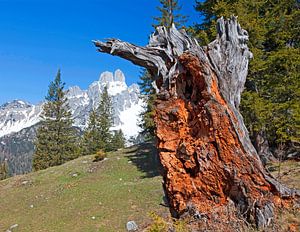 Ein lachender Holzstamm