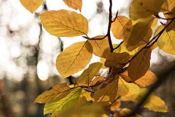 Gele herfstbladeren met tegenlicht van Saskia Olyhoek