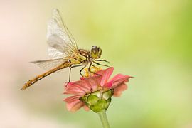 Brick red Heidelibel on flower by Jeroen Stel