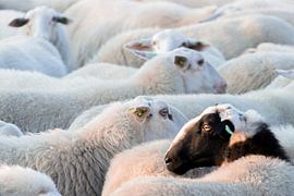 Schapen van STUDIO Ing