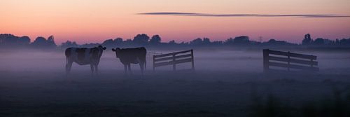 koeien in de avondmist