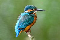 Eisvogel auf einem Ast