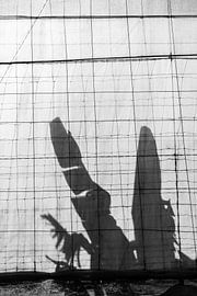 Botanic Shades | Black-and-white photo shade banana plant | Gran Canaria Canary Islands travel photography by HelloHappylife