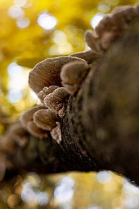 Champignon sur Yara Verstappen