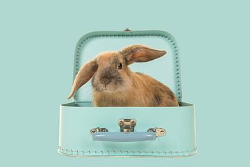 Rabbit in a box by Elles Rijsdijk