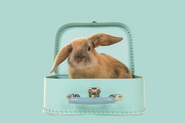 Rabbit in a box