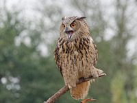 European eagle owl