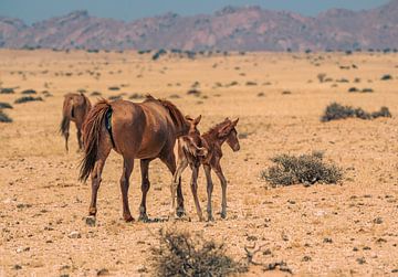 Wild paard en wild paard veulen in Garub in Namibië, Afrika van Patrick Groß