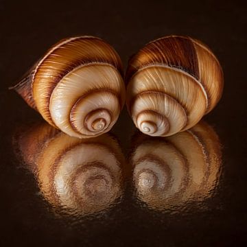 Starend naar de reflectie: twee spiraalschelpen kijkend naar eigen reflecties van Marjolijn van den Berg