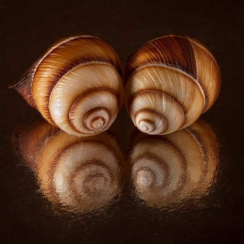 Starend naar de reflectie: twee spiraalschelpen kijkend naar eigen reflecties