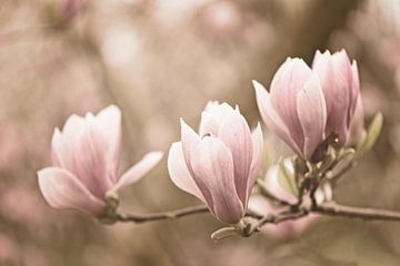 Magnolia flowers by Dirk-Jan Steehouwer