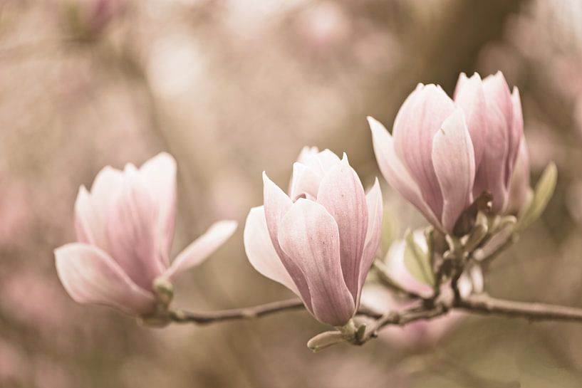 Magnolieblüten von Dirk-Jan Steehouwer