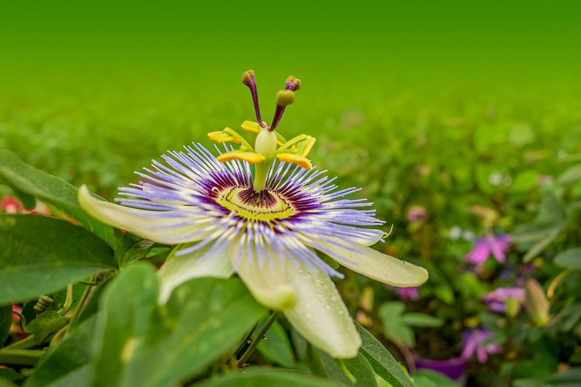 Passiflore par Achim Prill