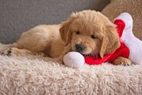 Golden Retriever puppy