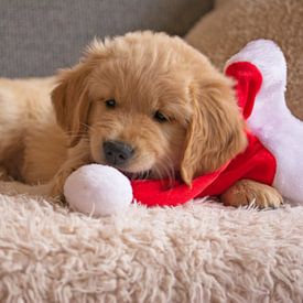 Golden Retriever puppy van AudFocus - Audrey van der Hoorn
