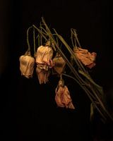 Verdroogde rozen