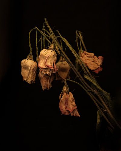 Verdroogde rozen van Bart van Dam