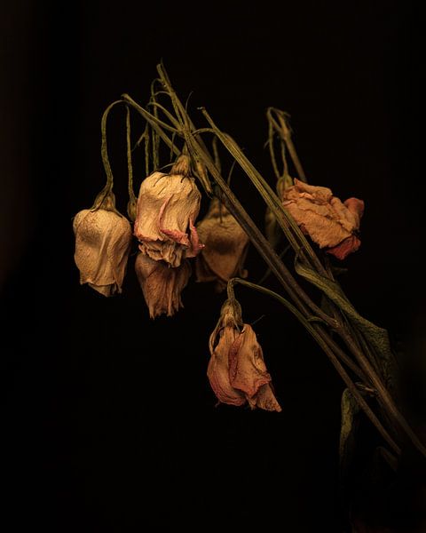 Getrocknete Rosen von Bart van Dam