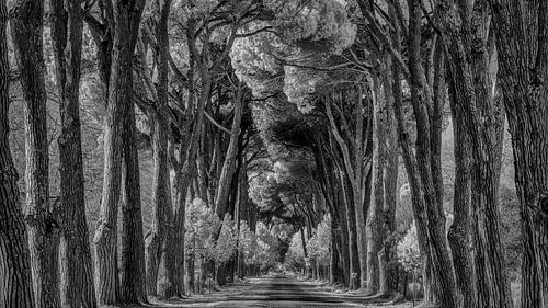 Viale del Gombo - Toscane - infrarood zwartwit