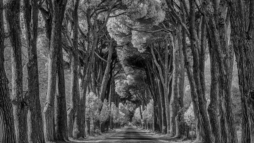 Viale del Gombo - Toskana - Infrarot schwarz-weiß von Teun Ruijters