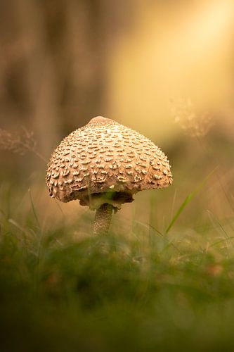 Forêt de conte de fées