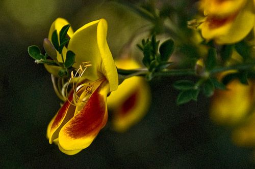 Gele retama von Brenda Gonzalez