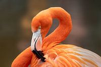 Flamant rouge