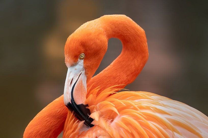 Flamant rouge par Anja Wessels Fotografie