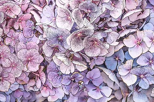 Hortensia. Graphic.
