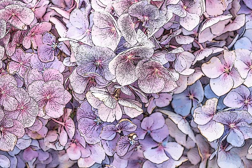 Hortensia. Graphic. by Alie Ekkelenkamp