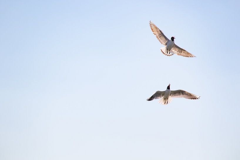Argument between two black-headed gulls 4 by Anne Ponsen