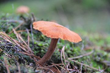 Herfst in volle glorie