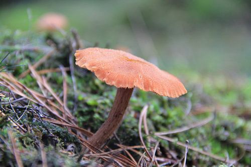 Herfst in volle glorie