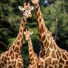 Giraffen Trio von Reversepixel Photography