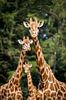 Giraffen trio van Marco Willemsen thumbnail