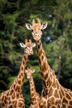 Giraffen trio van Reversepixel Photography