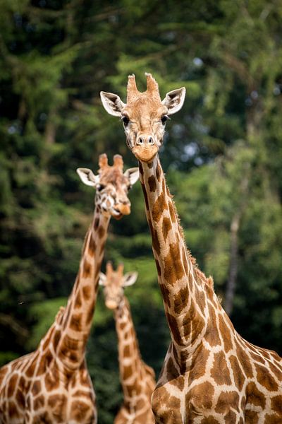 Giraffen trio van Reversepixel Photography