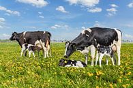 Twee koeien met drinkende kalfjes in Nederlandse weide met paardenbloemen van Ben Schonewille thumbnail