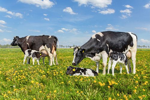Twee koeien met drinkende kalfjes in Nederlandse weide met paardenbloemen