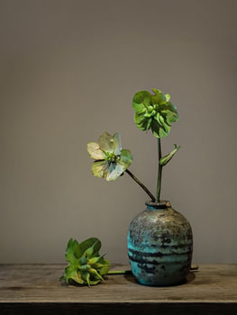 Vase avec un hellébore vert (Helleborus Viridis)