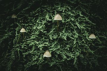 Pilze im Moos von Jan Eltink