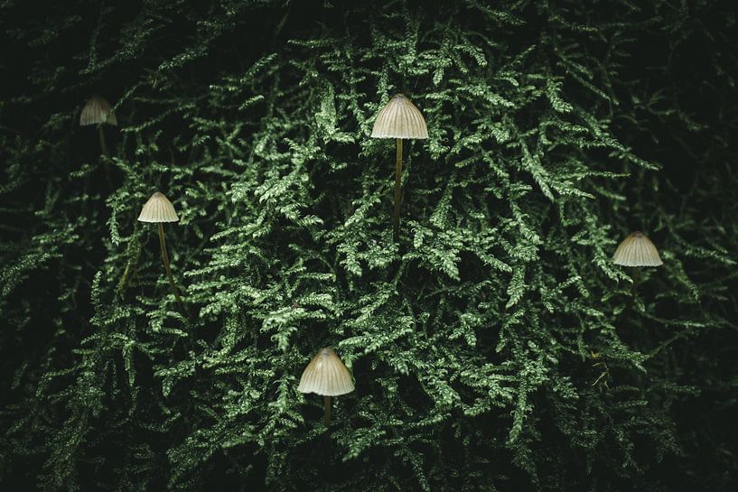 Pilze im Moos von Jan