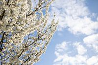 Cherry blossom