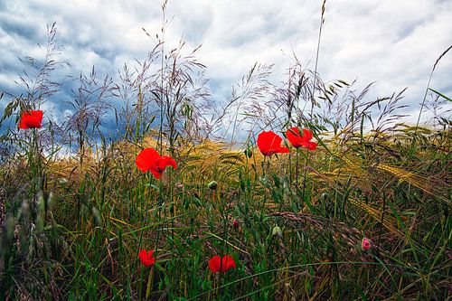 Korenveld met klaprozen en donkere lucht