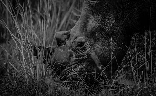 African White Rhino