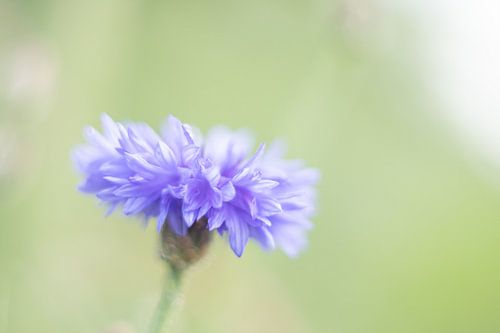 Blume im Aquarellstil