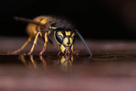 Drinking wasp by Kars Klein Wolterink