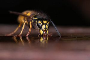 Drinkende wesp van Kars Klein Wolterink