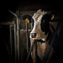 Cow! van Michel Derksen thumbnail