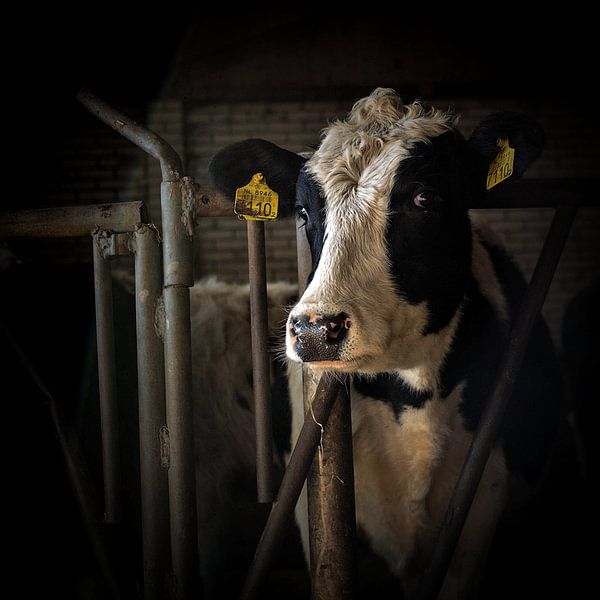 Cow! van Michel Derksen